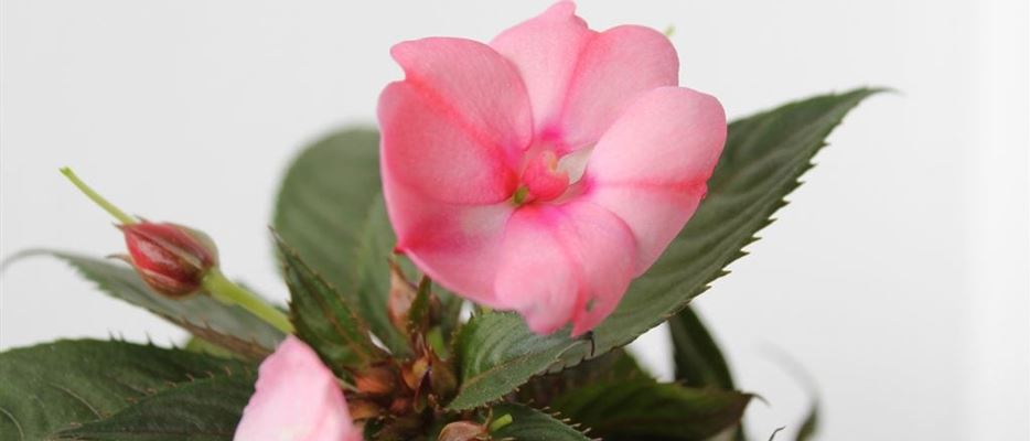 Muttertag-Sunpatiens-8-1024x683.jpg