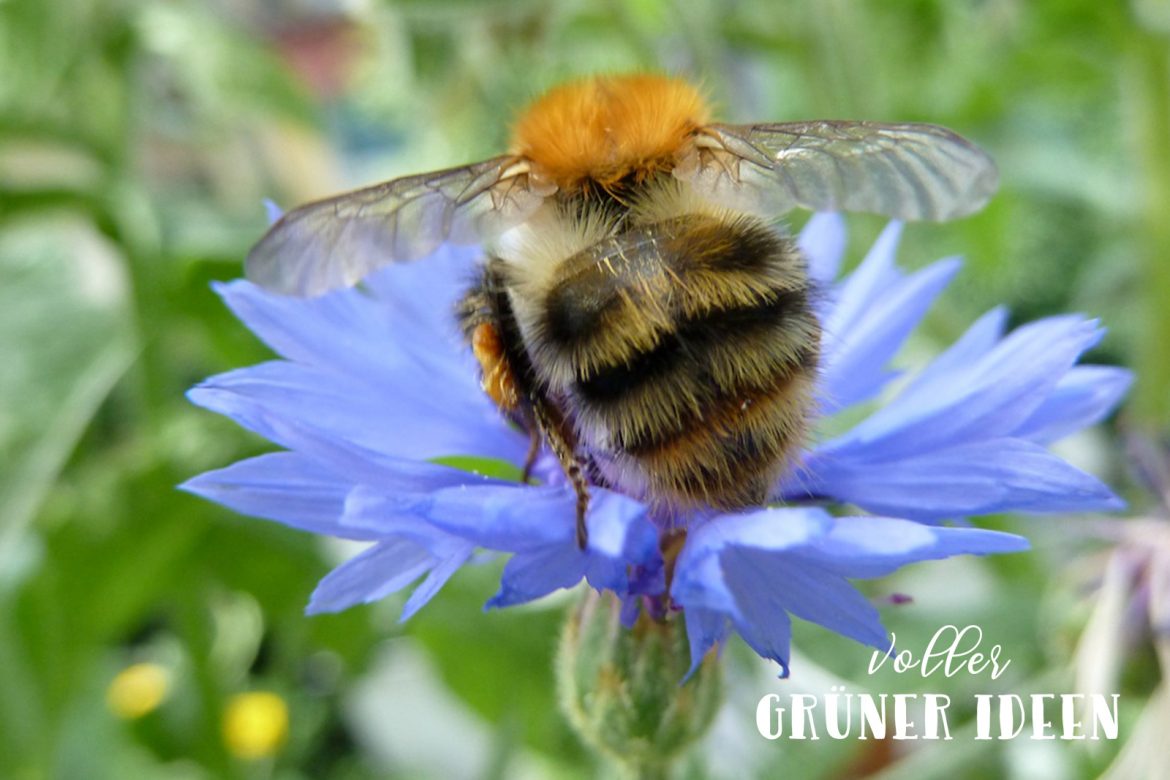 Beitragsbild-Voller-Grüner-Ideen-Kistengrün-Hummel-1170x780.jpg