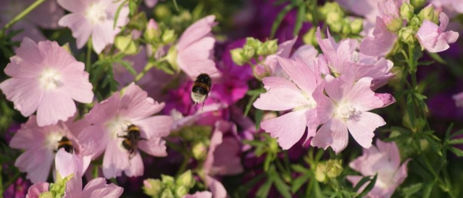 hummel-klein-1024x574.jpg