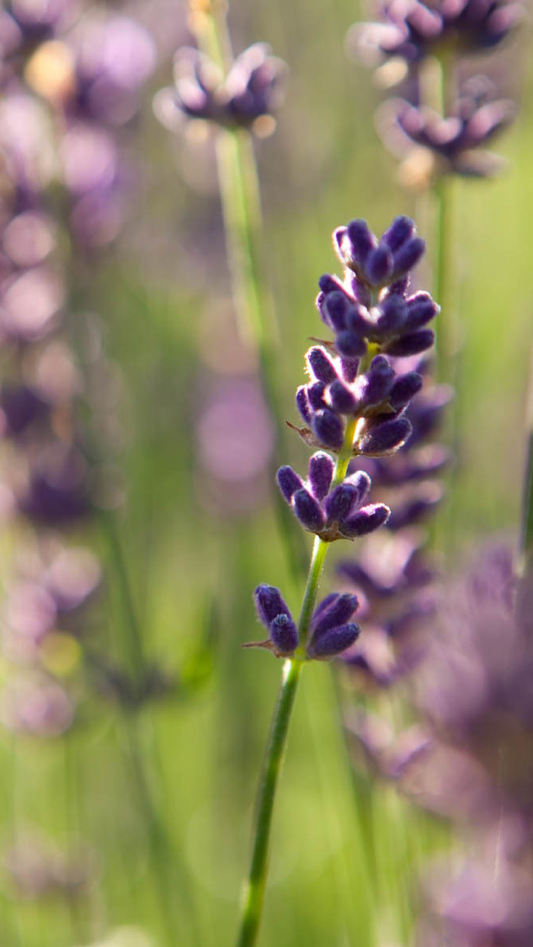 lavendel lieblingsblume nutzer.jpg