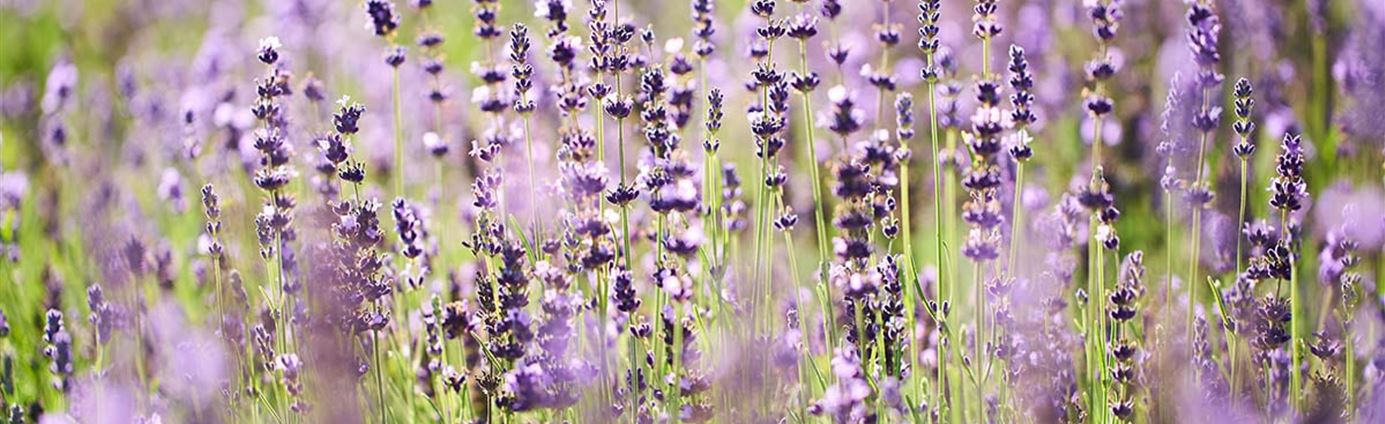 Lavendel-zurueckschneiden-volmary.jpg