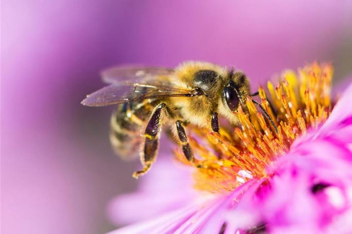 bienenfreundliche-pflanzen-kaufen-volmary-3.jpg