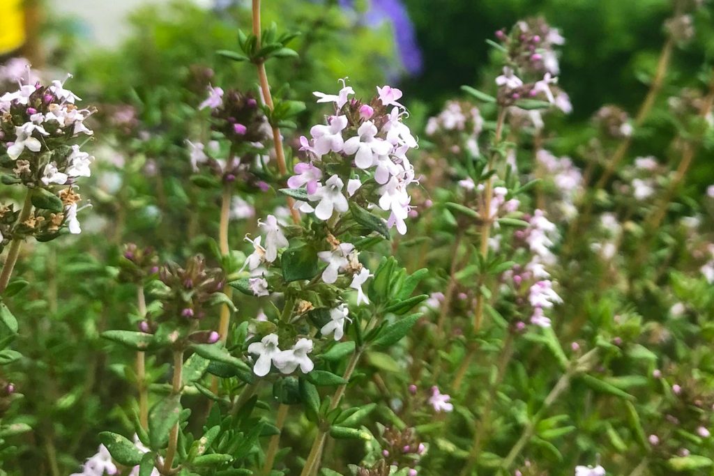 Kräuterblüten-Thymian-2-1024x683.jpg